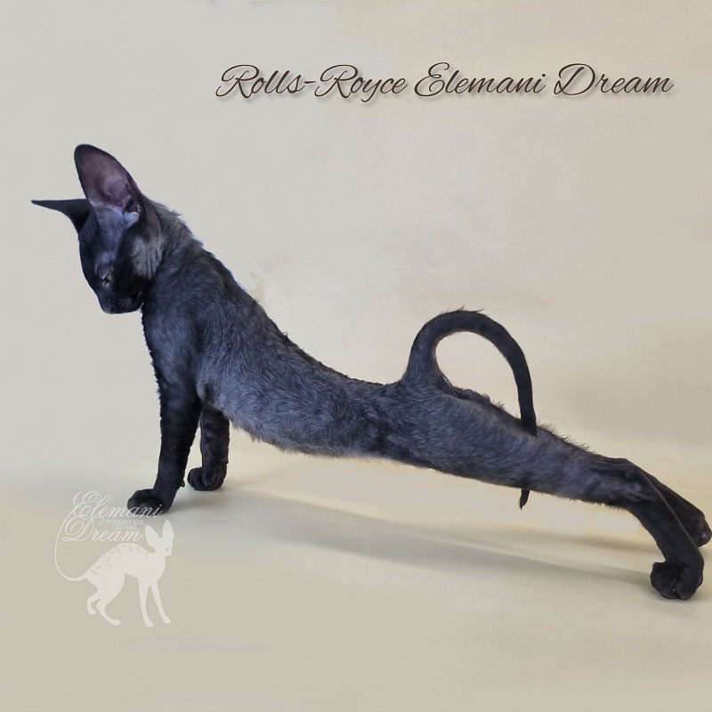 Rolls-Royce Elemani Dream - Kitten cornish rex 2 months 3 weeks