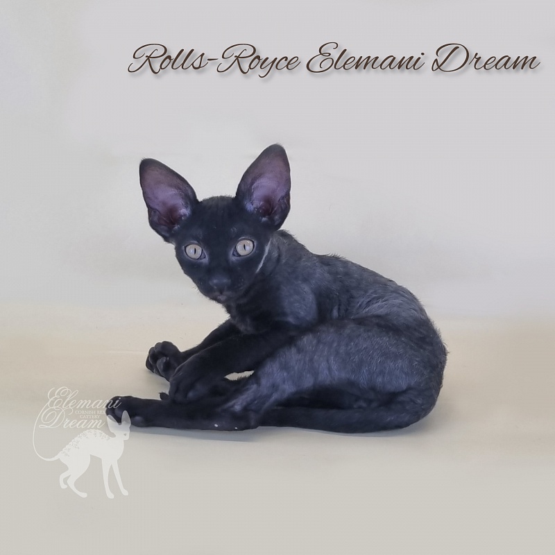 Rolls-Royce Elemani Dream - Kitten cornish rex 2 months 3 weeks