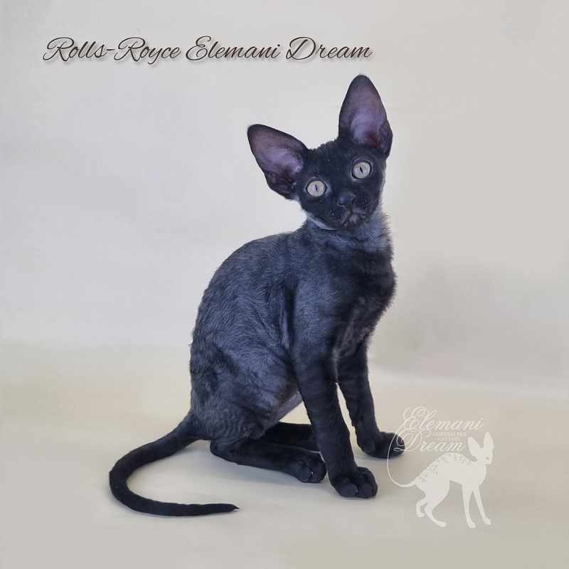 Rolls-Royce Elemani Dream - Kitten cornish rex 2 months 3 weeks