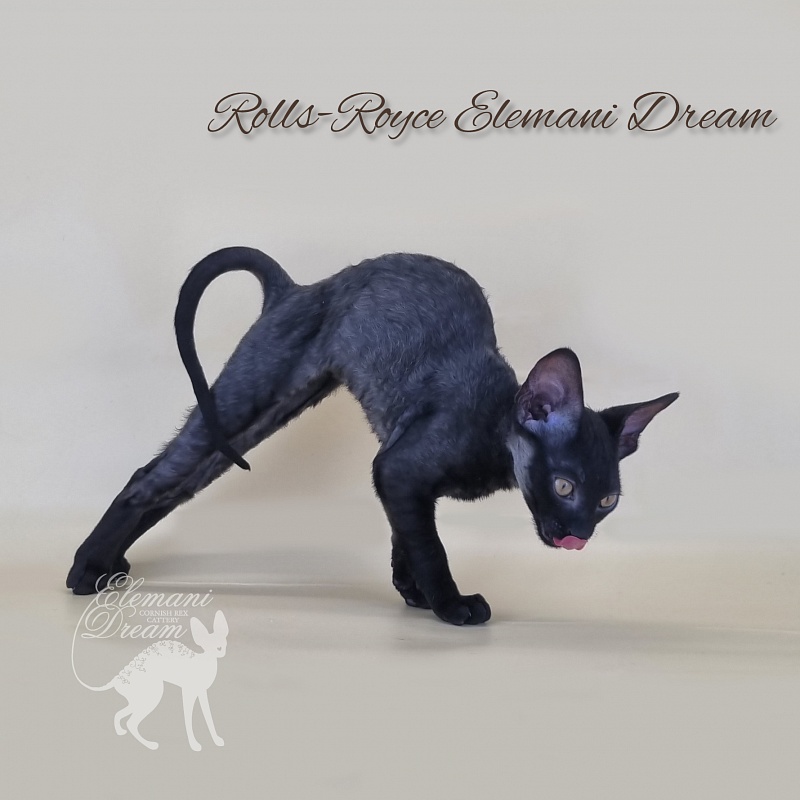 Rolls-Royce Elemani Dream - Kitten cornish rex 2 months 3 weeks