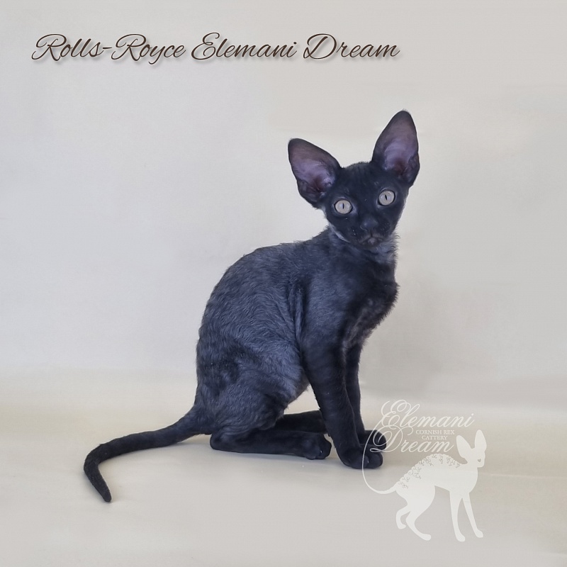 Rolls-Royce Elemani Dream - Kitten cornish rex 2 months 3 weeks