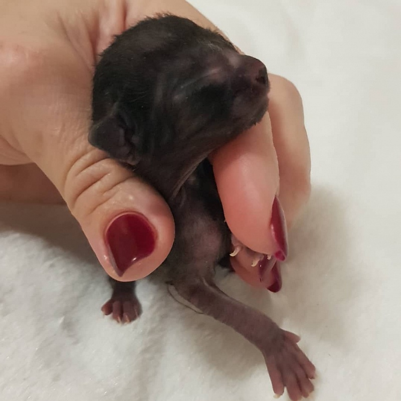 Rolls-Royce Elemani Dream - Kitten cornish rex