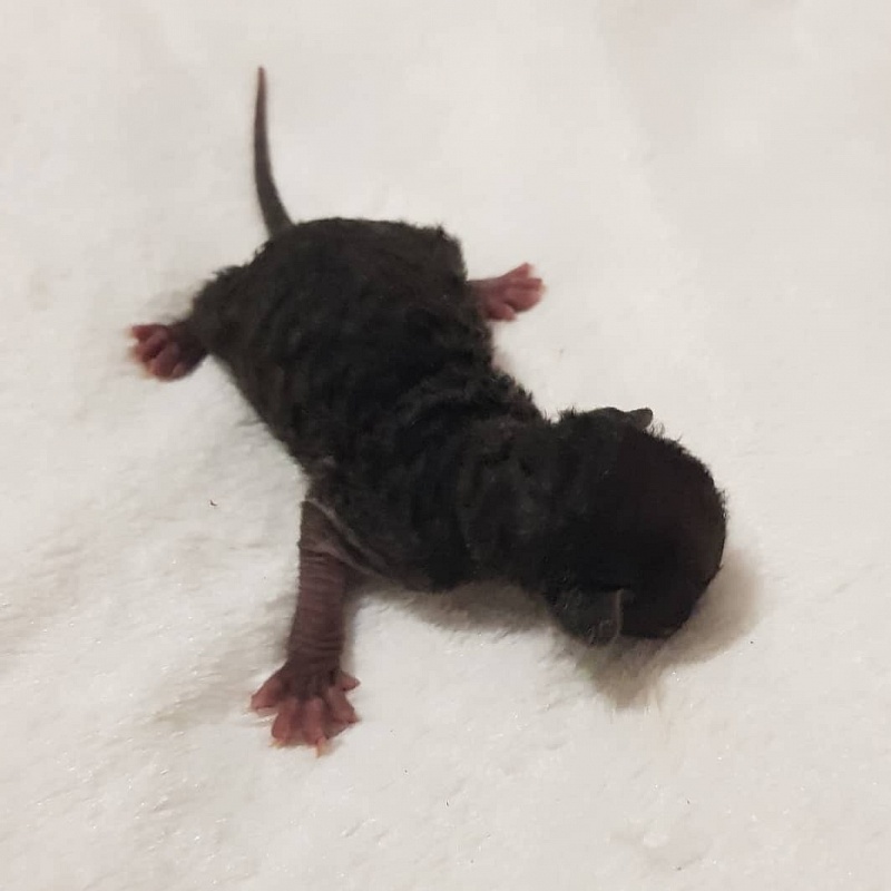 Rolls-Royce Elemani Dream - Kitten cornish rex