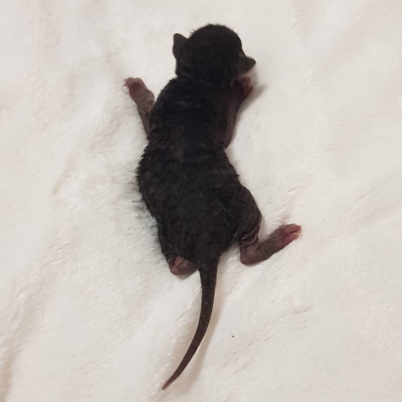 Rolls-Royce Elemani Dream - Kitten cornish rex