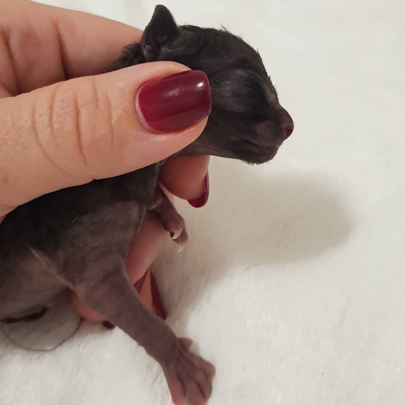 Rolls-Royce Elemani Dream - Kitten cornish rex