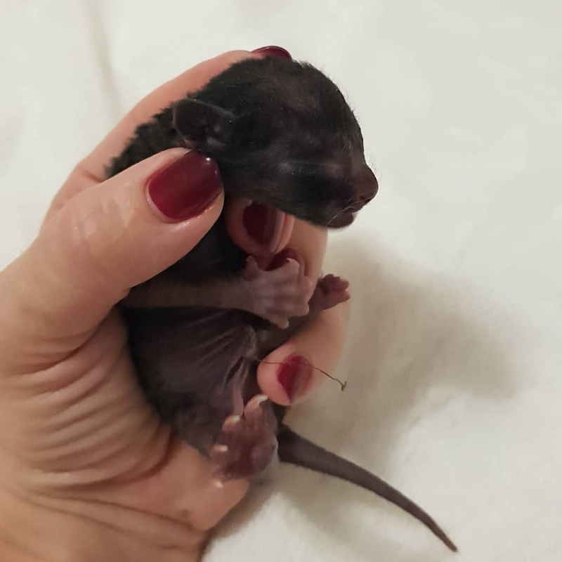 Rolls-Royce Elemani Dream - Kitten cornish rex