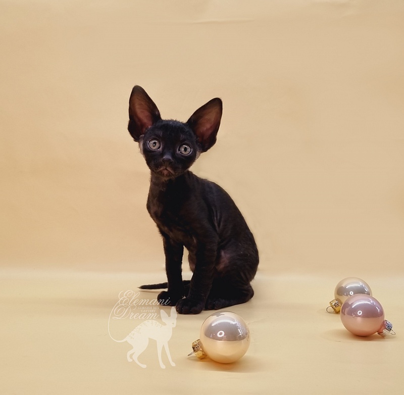 Rolls-Royce Elemani Dream - Kitten cornish rex 1 month 1.5 week