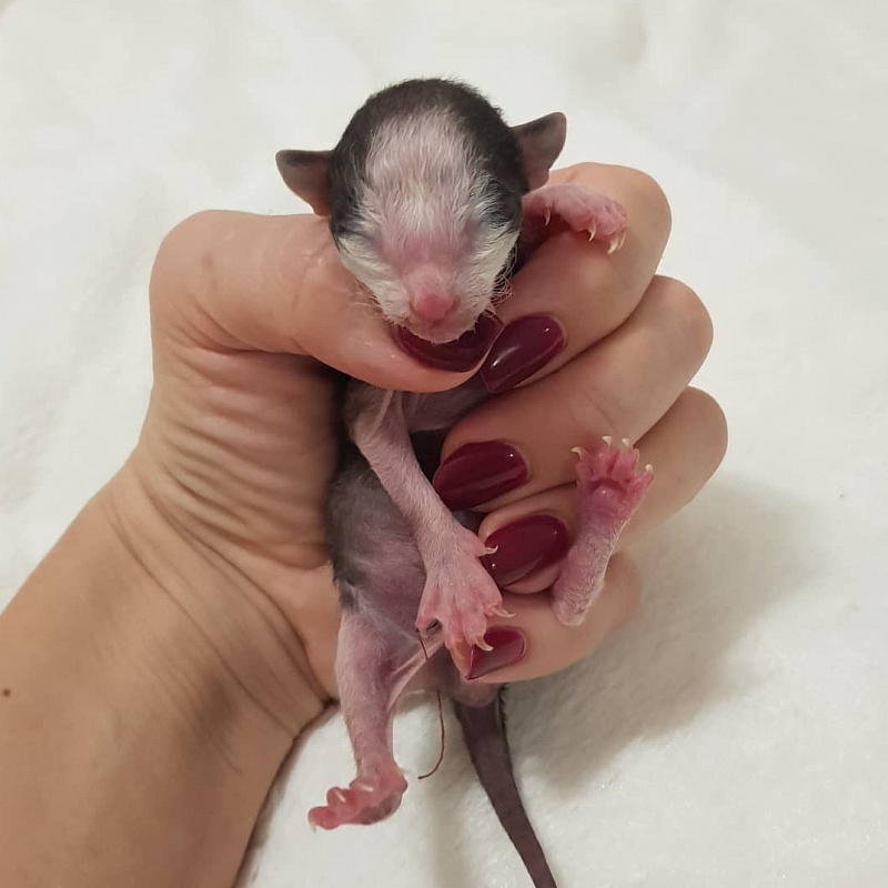 Ruinart Elemani Dream - Kitten cornish rex