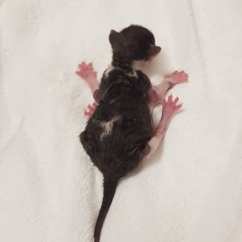 Ruinart Elemani Dream - Kitten cornish rex