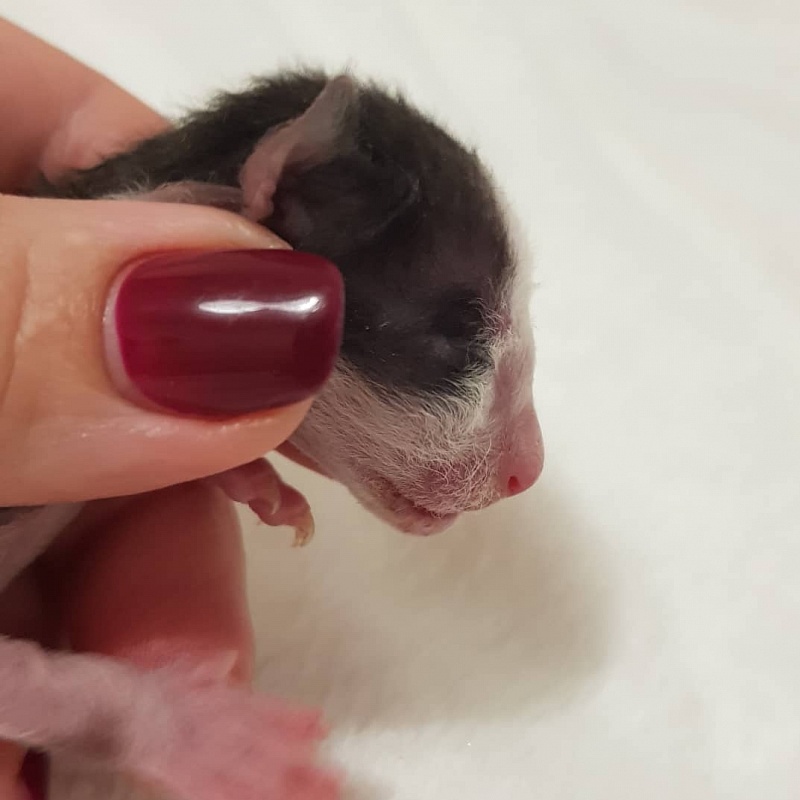 Ruinart Elemani Dream - Kitten cornish rex