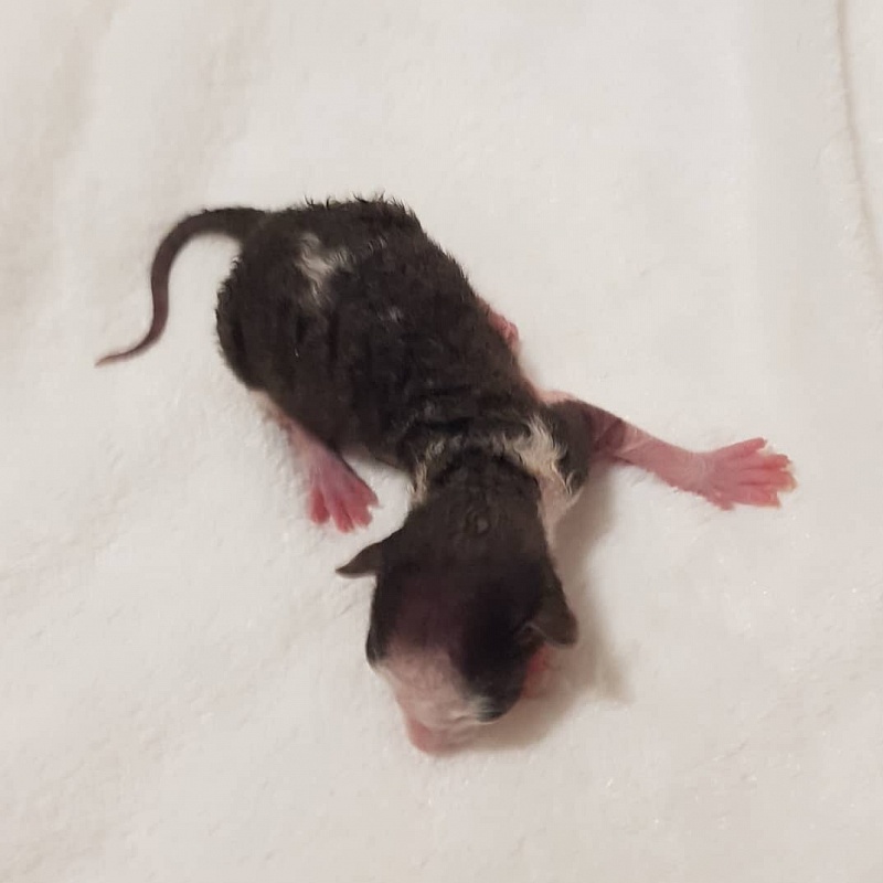 Ruinart Elemani Dream - Kitten cornish rex