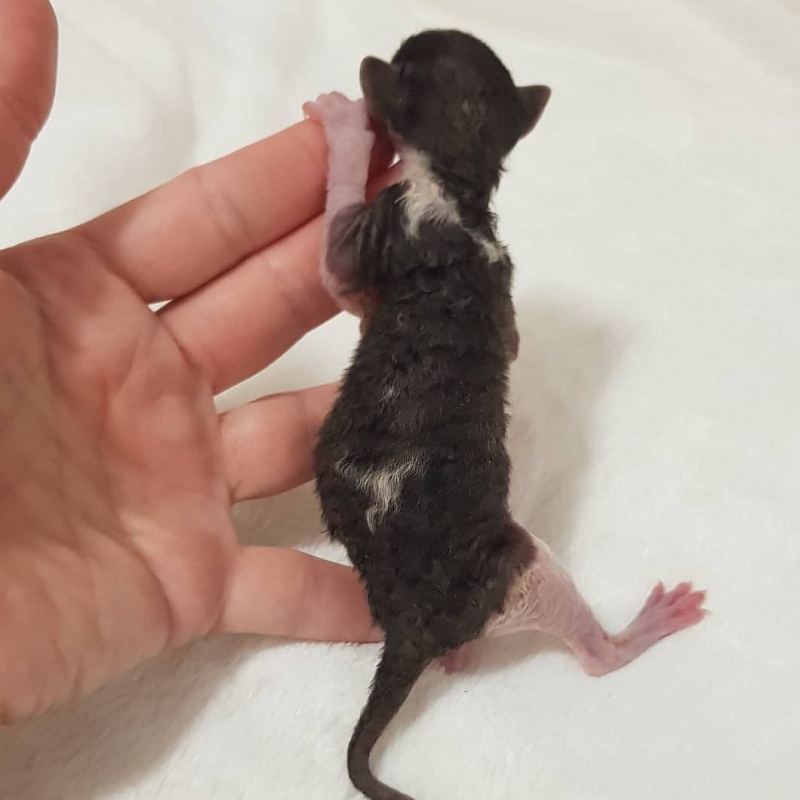 Ruinart Elemani Dream - Kitten cornish rex