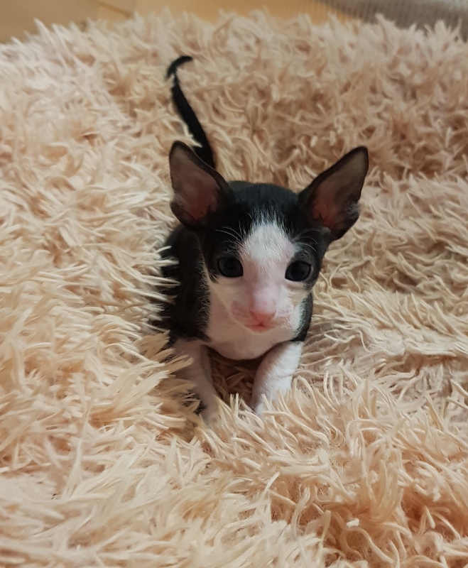 Ruinart Elemani Dream - Kitten cornish rex 1 month