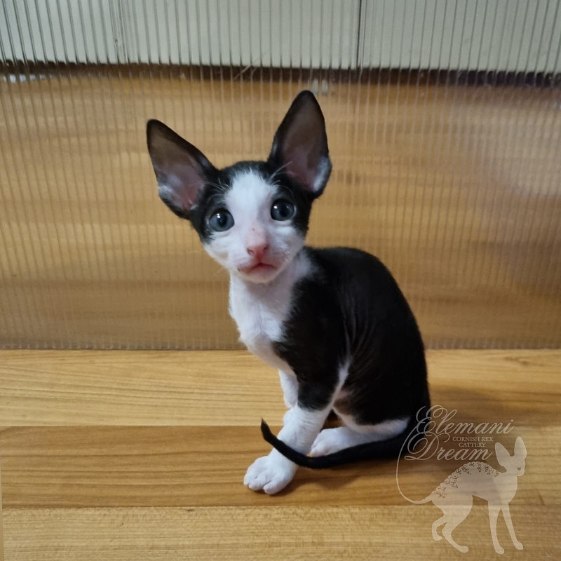 Ruinart Elemani Dream - Kitten cornish rex 1 month 1 week