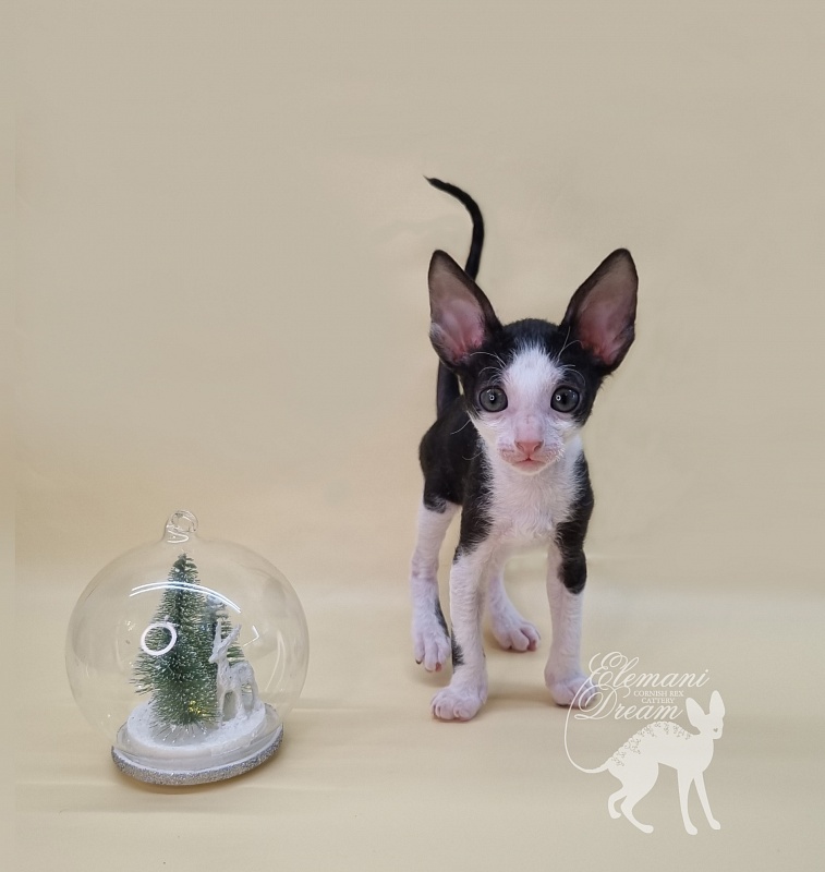 Ruinart Elemani Dream - Kitten cornish rex 1 month 1.5 week