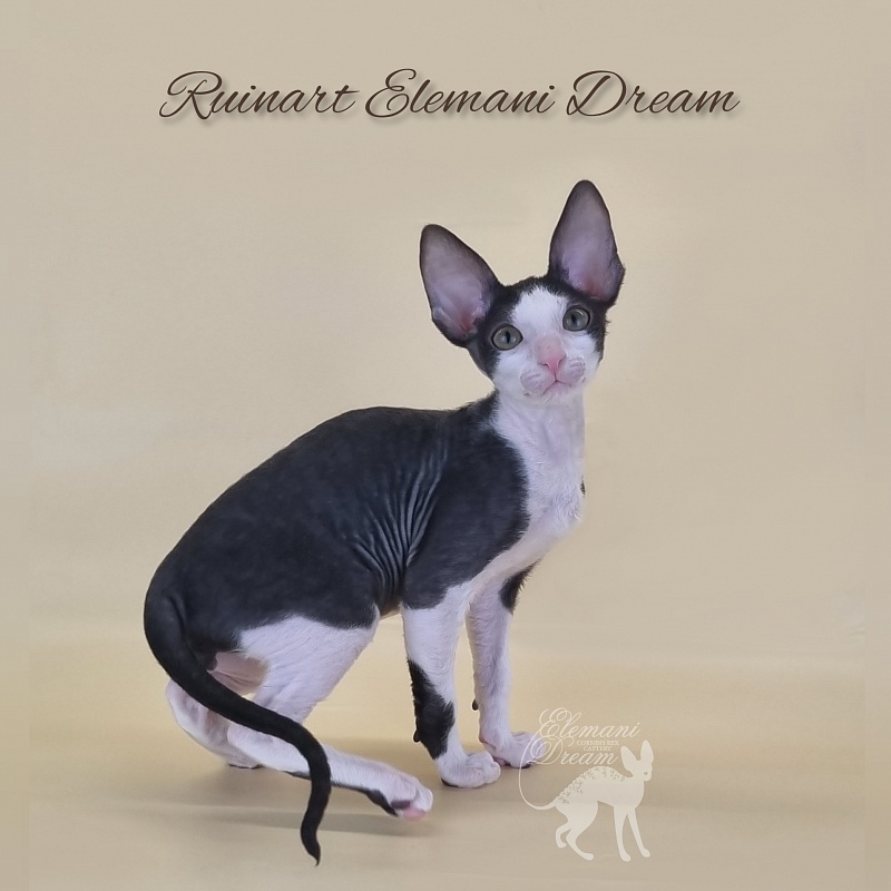 Ruinart Elemani Dream - Kitten cornish rex 2 months 3 weeks