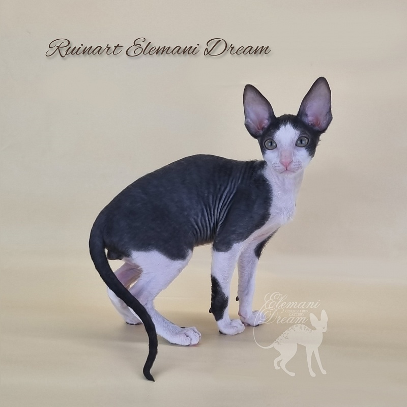 Ruinart Elemani Dream - Kitten cornish rex 2 months 3 weeks