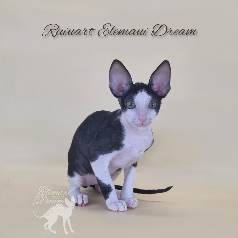Ruinart Elemani Dream - Kitten cornish rex 2 months 3 weeks