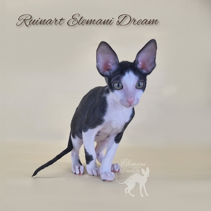 Ruinart Elemani Dream - Kitten cornish rex 2 months 3 weeks