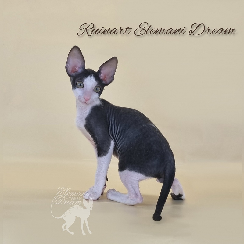 Ruinart Elemani Dream - Kitten cornish rex 2 months 3 weeks