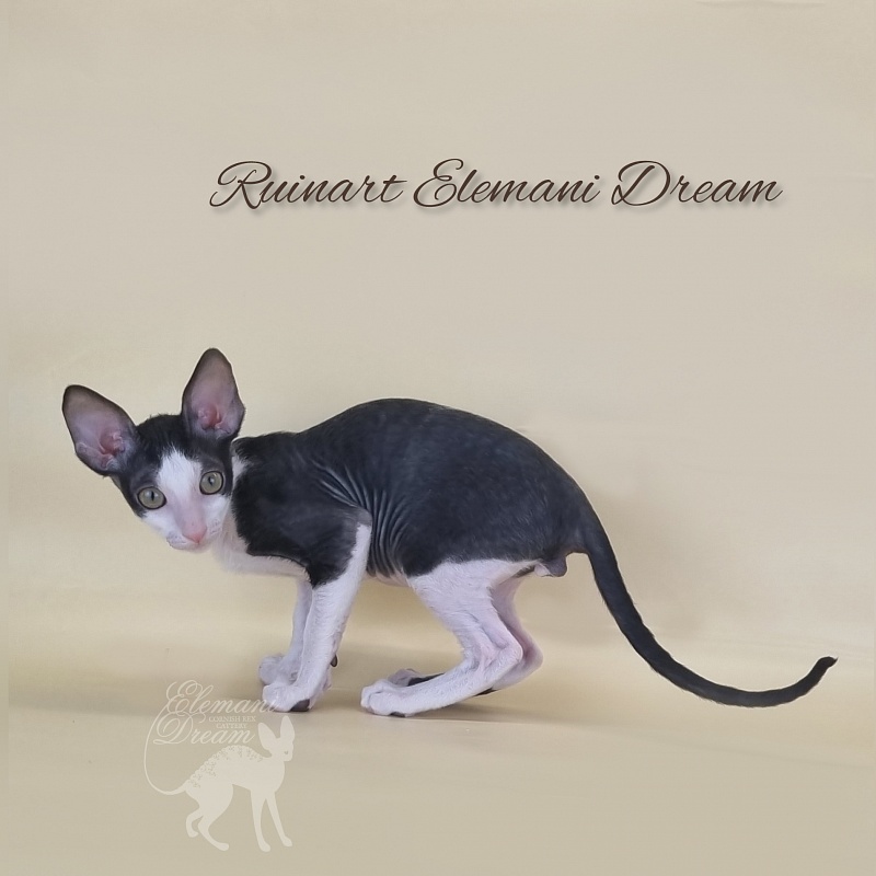 Ruinart Elemani Dream - Kitten cornish rex 2 months 3 weeks
