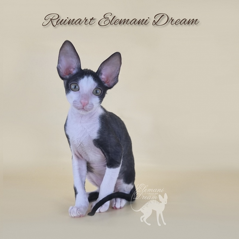 Ruinart Elemani Dream - Kitten cornish rex 2 months 3 weeks