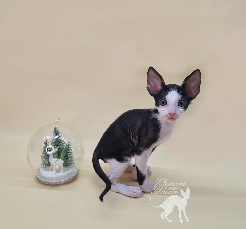 Ruinart Elemani Dream - Kitten cornish rex 1 month 1.5 week