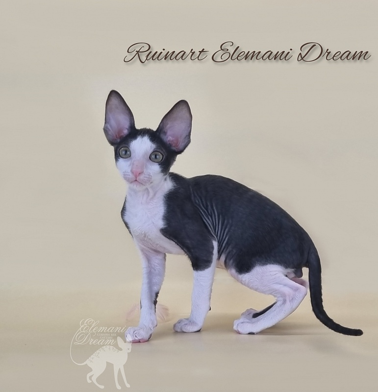 Ruinart Elemani Dream - Kitten cornish rex 2 months 3 weeks