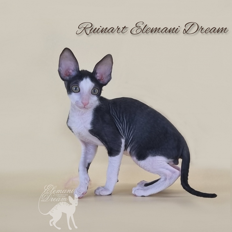 Ruinart Elemani Dream - Kitten cornish rex 2 months 3 weeks
