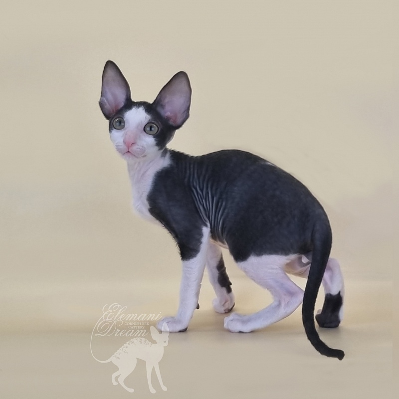 Ruinart Elemani Dream - Kitten cornish rex 2 months 3 weeks