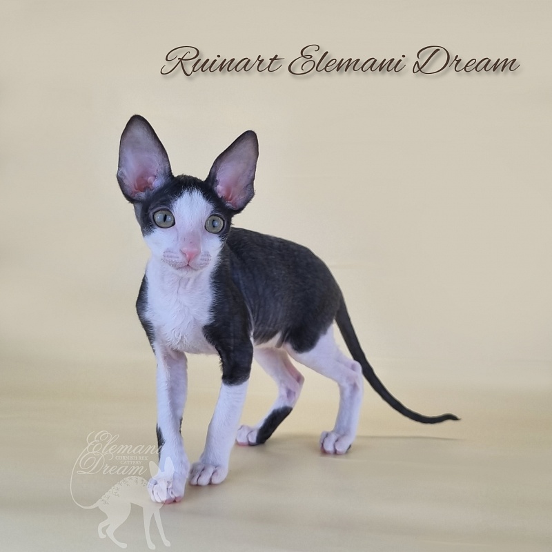 Ruinart Elemani Dream - Kitten cornish rex 2 months 3 weeks