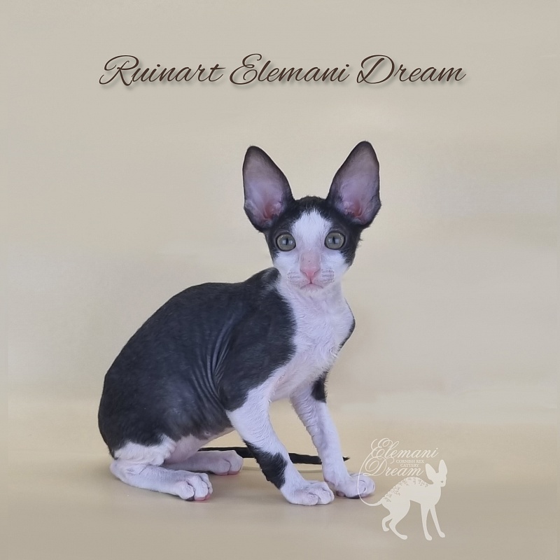 Ruinart Elemani Dream - Kitten cornish rex 2 months 3 weeks