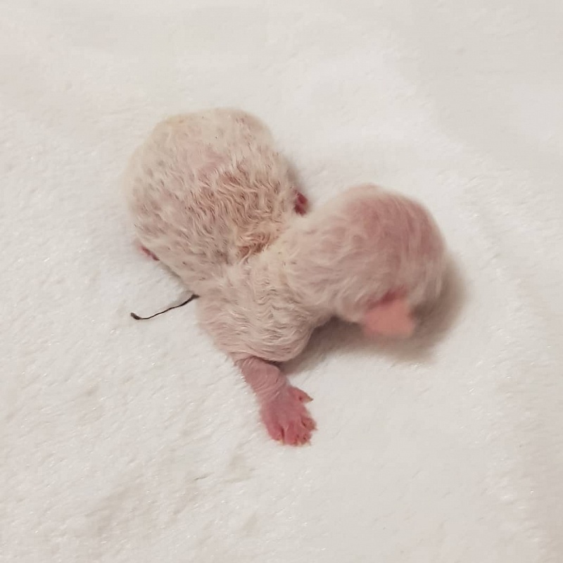 Remy Martin Elemani Dream - Kitten cornish rex