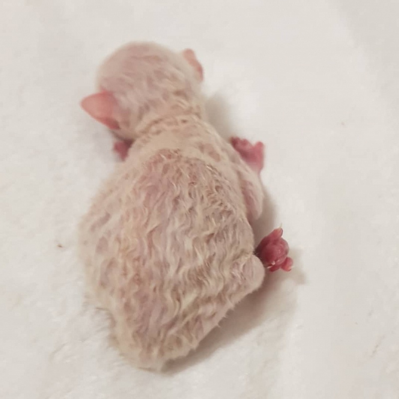 Remy Martin Elemani Dream - Kitten cornish rex