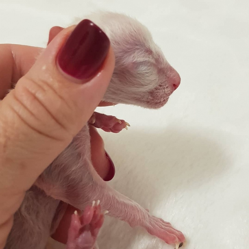 Remy Martin Elemani Dream - Kitten cornish rex