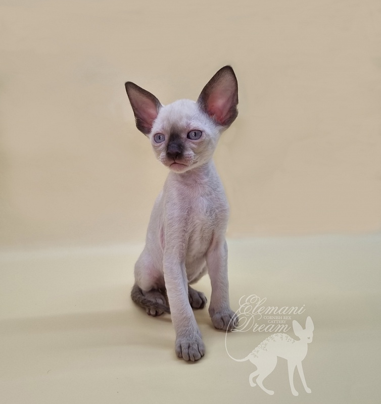Remy Martin Elemani Dream - Kitten cornish rex 1 month 1.5 week