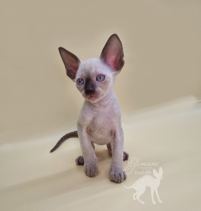 Remy Martin Elemani Dream - Kitten cornish rex 1 month 1.5 week