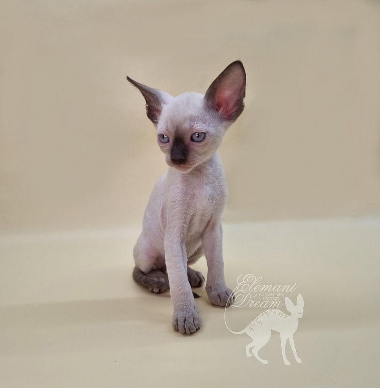 Remy Martin Elemani Dream - Kitten cornish rex 1 month 1.5 week