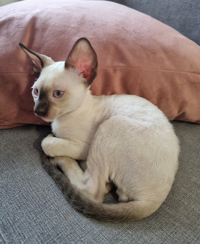Remy Martin Elemani Dream - Kitten cornish rex 2 months 2 weeks