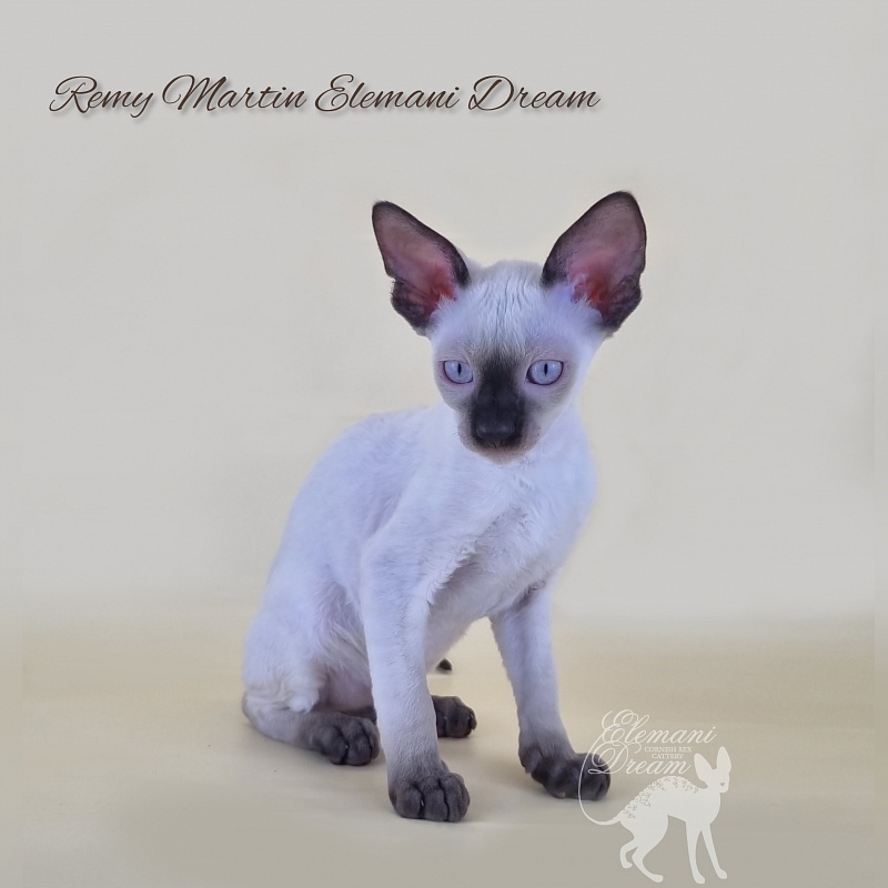 Remy Martin Elemani Dream - Kitten cornish rex 2 months 3 weeks