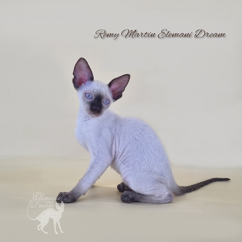 Remy Martin Elemani Dream - Kitten cornish rex 2 months 3 weeks