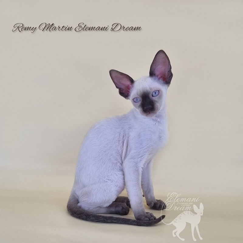 Remy Martin Elemani Dream - Kitten cornish rex 2 months 3 weeks