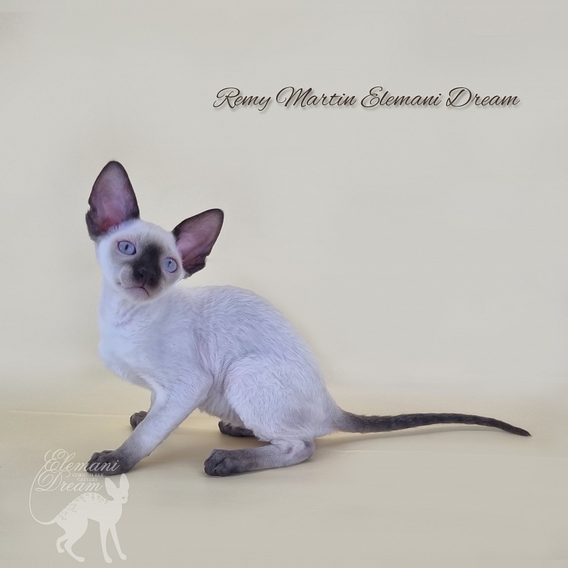 Remy Martin Elemani Dream - Kitten cornish rex 2 months 3 weeks