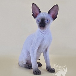 Remy Martin Elemani Dream