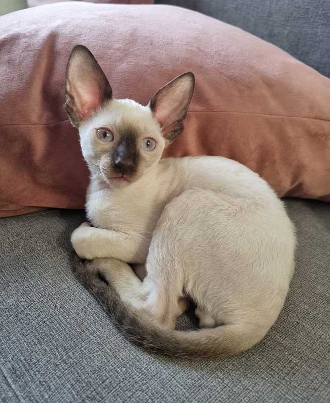 Remy Martin Elemani Dream - Kitten cornish rex 2 months 2 weeks