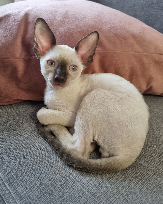 Remy Martin Elemani Dream - Kitten cornish rex 2 months 2 weeks
