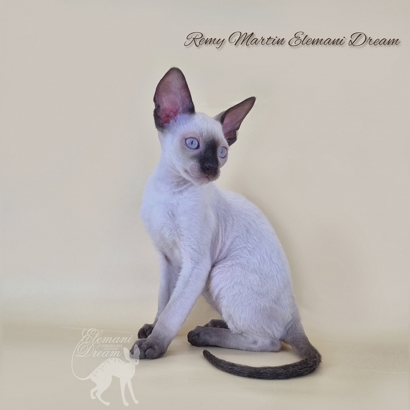 Remy Martin Elemani Dream - Kitten cornish rex 2 months 3 weeks