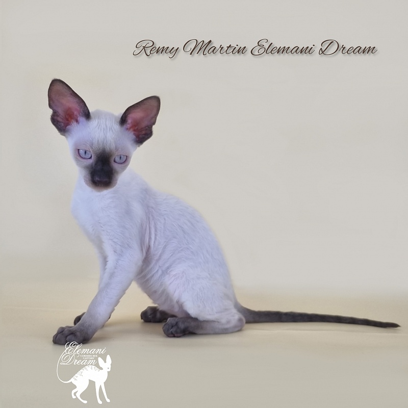 Remy Martin Elemani Dream - Kitten cornish rex 2 months 3 weeks