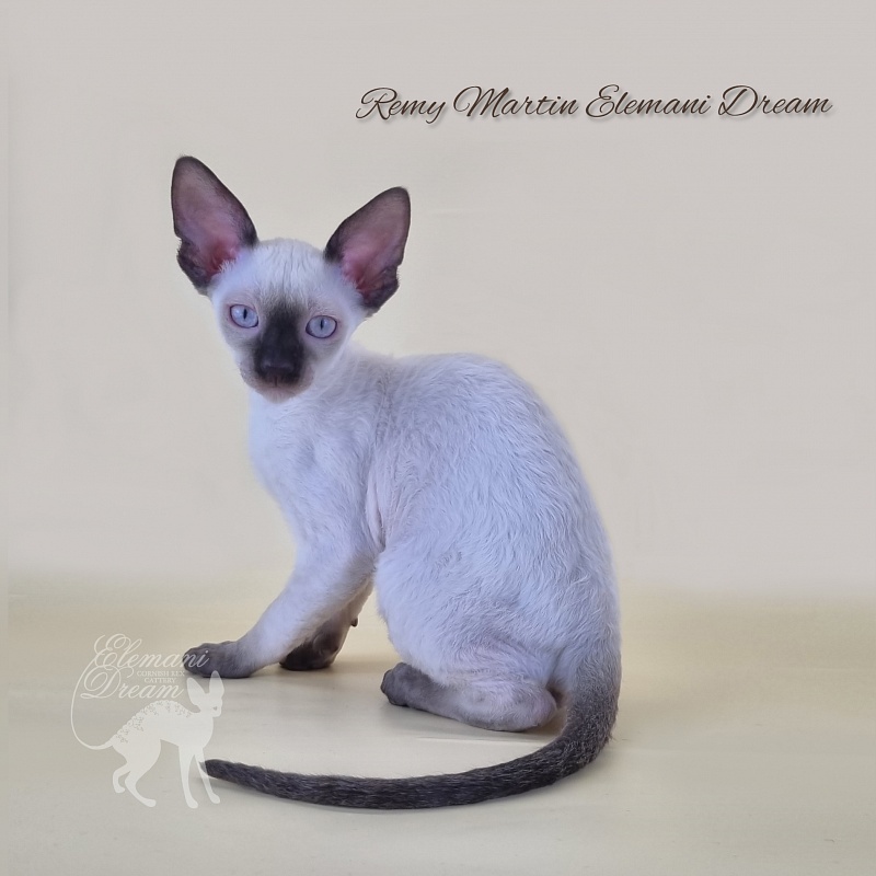 Remy Martin Elemani Dream - Kitten cornish rex 2 months 3 weeks