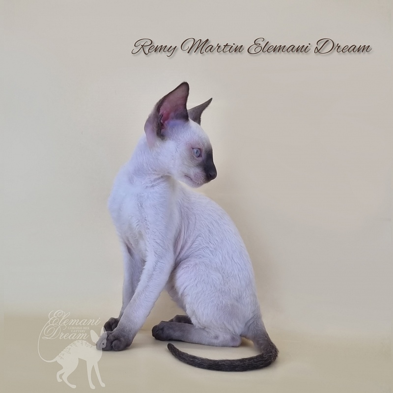 Remy Martin Elemani Dream - Kitten cornish rex 2 months 3 weeks